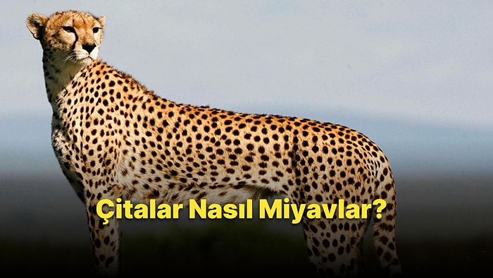 Saatte 70 Km Hıza Kadar Koşabilen Çitaların Nasıl Miyavladıklarını Daha Önce Hiç Duydunuz mu?