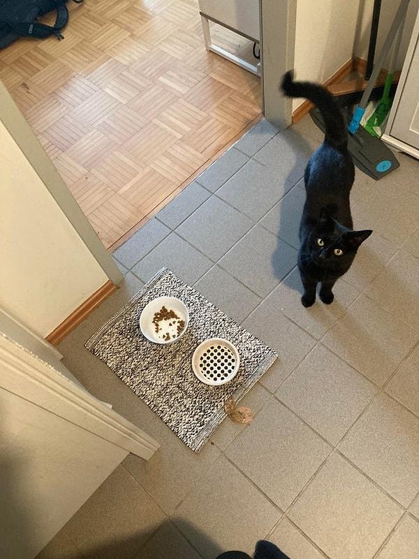 10. "Kedim evde bulduğu ne varsa yemiş, kusmuş şimdi kustuğunu yemeğe çalışıyor."