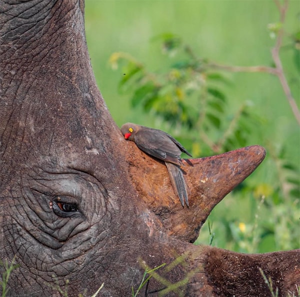 4. Идеальный Снимок Красноклювого Бычьего Дятла, Сидящего На Роге Этого Носорога