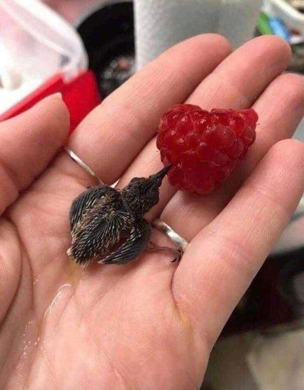 20. Птенец Колибри Пьет Сок Из Малины