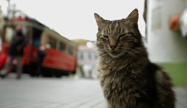 18. Veee son olarak "Türkiye'de ve özellikle İstanbul'da girdiğimiz her sokakta bizi kediler ve köpekler karşıladı. O kadar çok sokak hayvanı var ki... Türkler bu hayvanlara düzenli olarak besleyip bakıyor." 😍