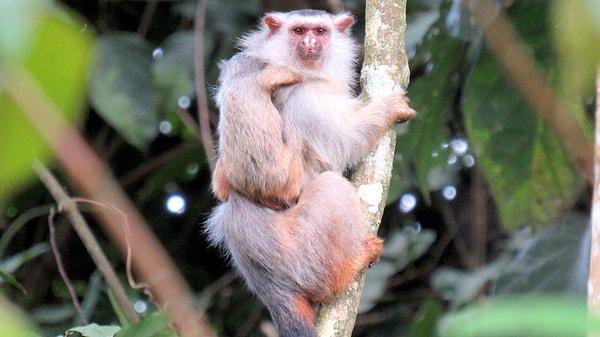 Aksan yapan maymunlar dışında bir de şive yapabilen bir maymun türü var: Marmoset!