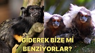 Kimi Şive Yapıyor Kimi Aksan! Bilim İnsanlarının Maymunlarla İlgili Keşfine Çok Şaşıracaksınız