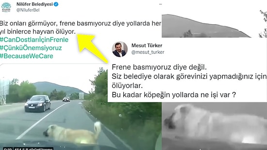 Nilüfer Belediyesi'nin Sosyal Medyada Gündem Olan 'Can Dostları İçin Frenle' Paylaşımı Tepkilerin Odağında!