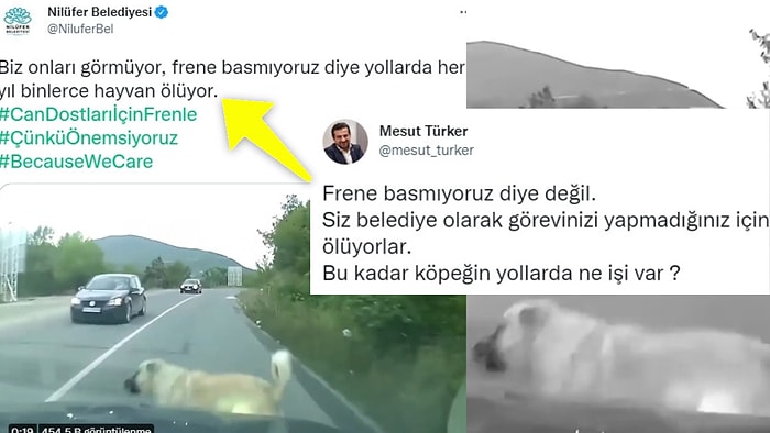 Nilüfer Belediyesi'nin Sosyal Medyada Gündem Olan 'Can Dostları İçin Frenle' Paylaşımı Tepkilerin Odağında!
