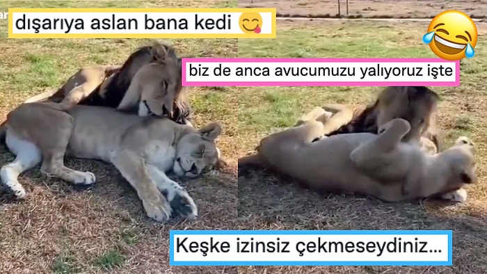 Eşini Yalayarak Uyandıran Erkek Aslanın Komik Görüntüleri Goygoycuların Eline Fena Halde Düştü!