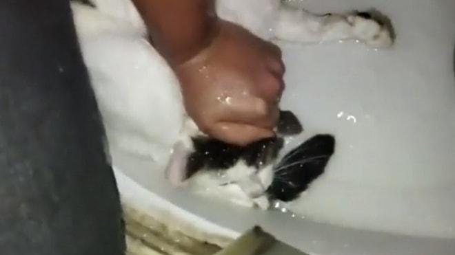 Pendik’te Korkunç Olay: Kediye İşkence Yaptı, Kameraya Kaydetti