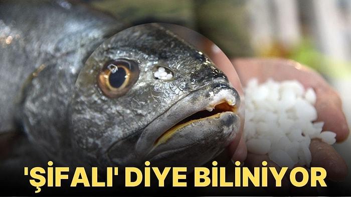 Balığın Kafasından Çıkan Taş 1000 Lira: Şifalı Diye Biliyorlar