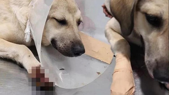 İddia: Mahalle Bekçisi Sokak Köpeğini Silahla Vurdu