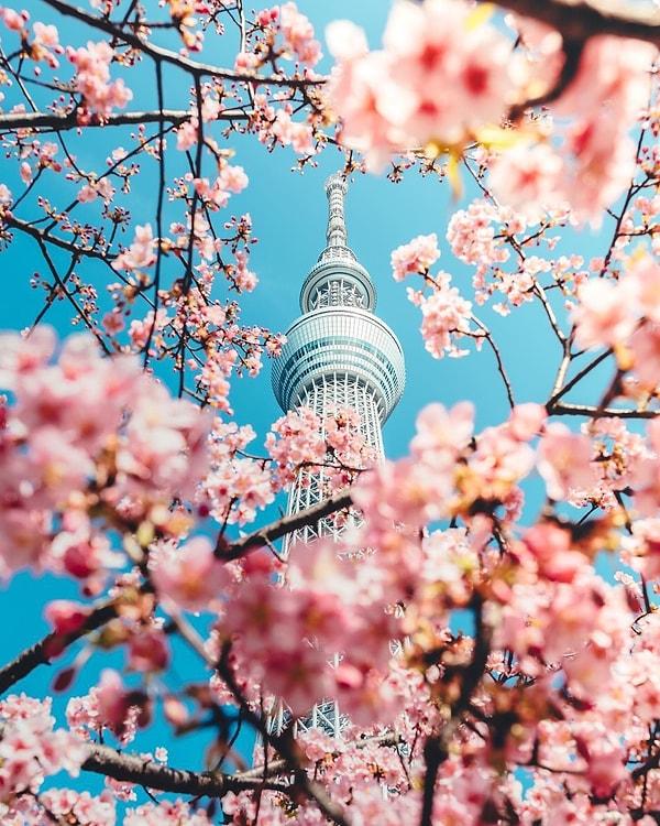 1. Tokyo'nun simgesi Skytree'nin kiraz çiçeği ağaçları arasından manzarası 😍