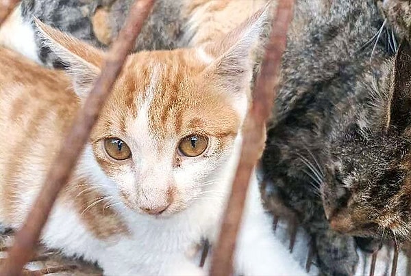 Emniyet güçleri çetenin çok sayıda üyesini gözaltına aldığını ve soruşturmanın devam ettiğini açıkladı.