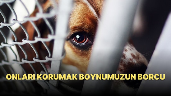 Hayvan Hakları ve Başıboş Köpekler Meselesi
