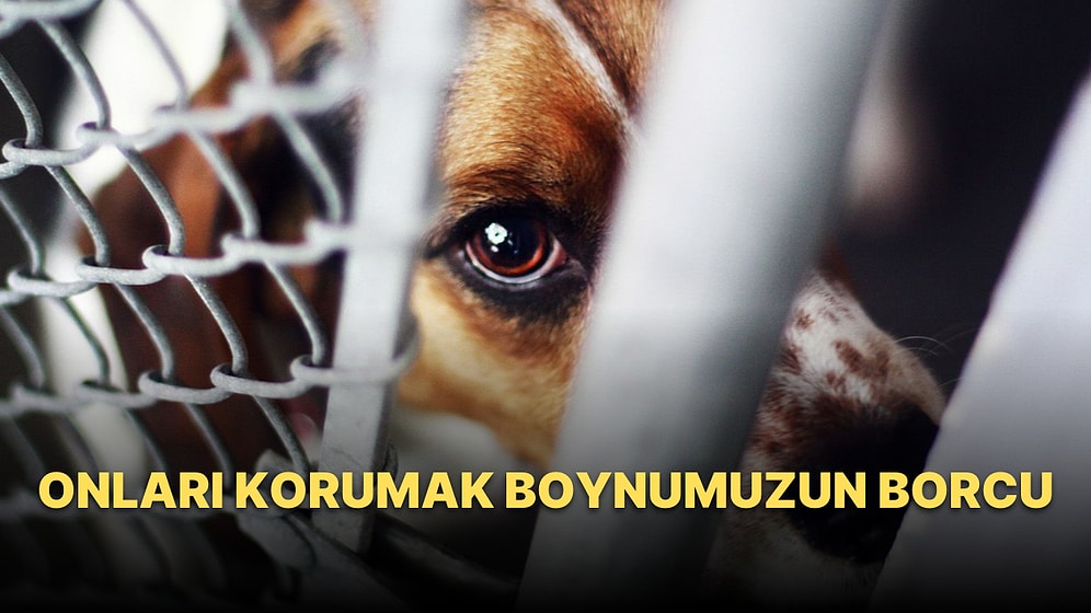 Hayvan Hakları  ve Başıboş Köpekler Meselesi
