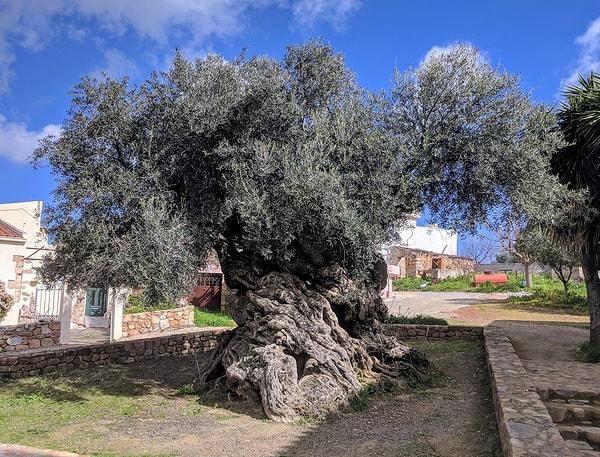5. Dünyanın en eski zeytin ağacı Yunanistan'dadır.