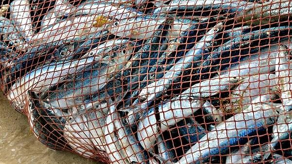 Dikkat etmeniz gereken çok önemli bir husus var: Balık alırken, özellikle Eylül ayında muhakkak boyutuna dikkat etmelisiniz. Henüz büyümemiş balıkları avlayan ve satan işletmelerden ise uzak durmalısınız. İşte balıkların boyutları: