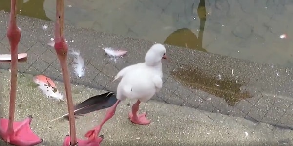 Annesinin önünde tek ayak üzerinde durmayı öğrenmeye çalışan yavru flamingonun o anlarını izlerken gözlerinizden kalpler fışkıracak.