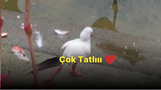 Tek Ayağının Üzerinde Durmayı Öğrenmeye Çalışan Yavru Flamingonun Gözlerden Kalpler Fışkırtacak Anları