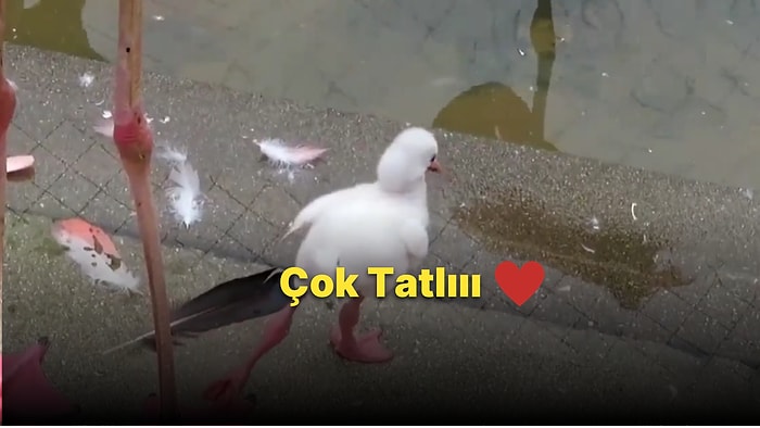 Tek Ayağının Üzerinde Durmayı Öğrenmeye Çalışan Yavru Flamingonun Gözlerden Kalpler Fışkırtacak Anları