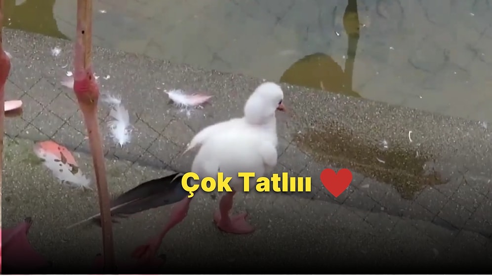 Tek Ayağının Üzerinde Durmayı Öğrenmeye Çalışan Yavru Flamingonun Gözlerden Kalpler Fışkırtacak Anları