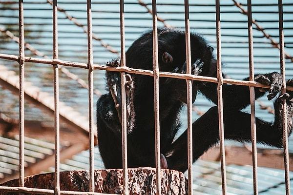 Şempanzeler hayvanat bahçesinin açık olduğu zamanlarda çitlerle daha çok ilgilenirken karantinadayken daha fazla yemek yediklerini, gorillerin ise çok daha az dinlendikleri ortaya çıktı.