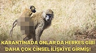 Hayvanat Bahçeleri Pandemi Sebebiyle Kapandığında Babunların Daha Fazla Cinsel İlişkiye Girdiği Ortaya Çıktı!