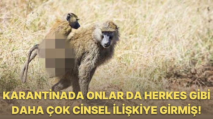 Hayvanat Bahçeleri Pandemi Sebebiyle Kapandığında Babunların Daha Fazla Cinsel İlişkiye Girdiği Ortaya Çıktı!