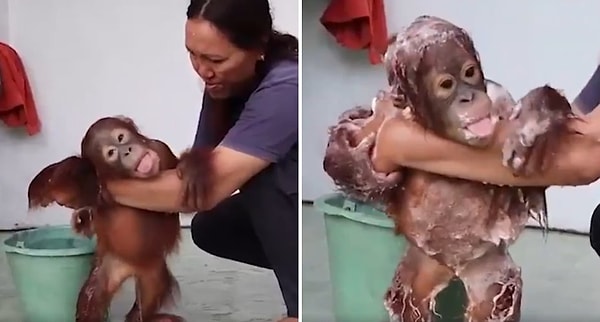 Endonezya'da bir bakım evinde kaydedilen görüntülerde, yavru orangutan uzun bir günün ardından köpüklü bir banyo keyfi yapıyor.