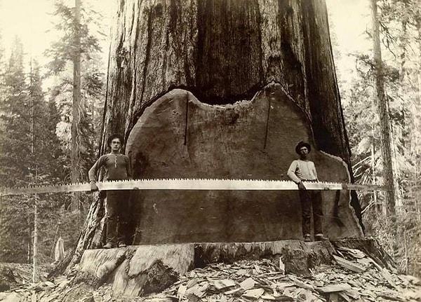 10. Kaliforniya'da Sequoia ağacını kesen işçiler (1917):