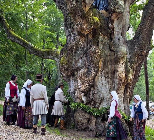 Avrupa'nın en eski meşe ağacı Litvanya'dadır.