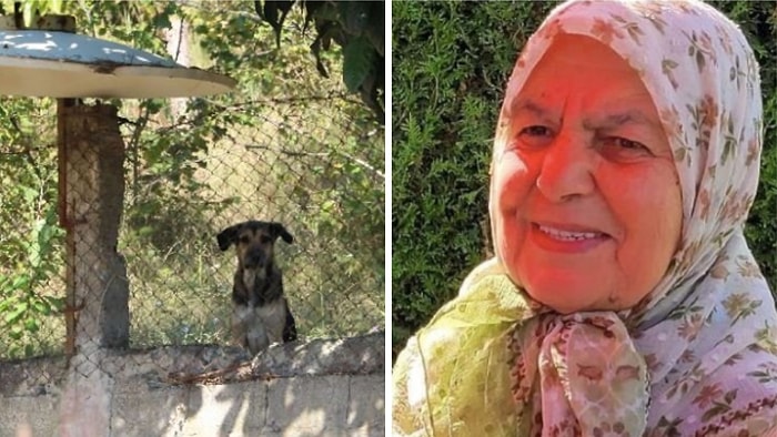 Oğlunun Beslediği Köpekler Ölümüne Neden Oldu!