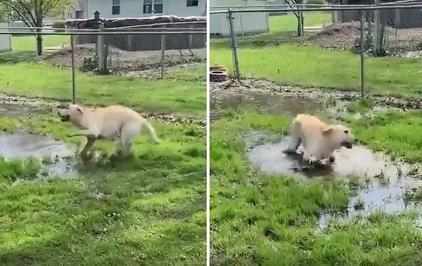 Görme engelli köpek su birikintisini bulup oyun zamanının geldiğini fark edince acayip mutlu oluyor. O anları izlerken siz de çok mutlu olacaksınız...