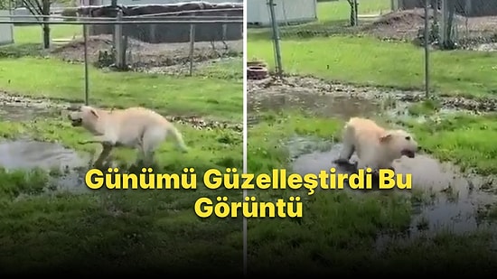 Görme Engelli Köpeğin Su Birikintisini Bulduğunda Yaşadığı Büyük Sevinç