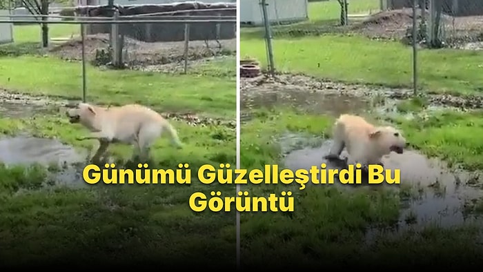 Görme Engelli Köpeğin Su Birikintisini Bulduğunda Yaşadığı Büyük Sevinç