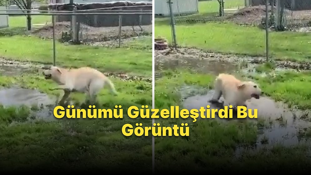 Görme Engelli Köpeğin Su Birikintisini Bulduğunda Yaşadığı Büyük Sevinç