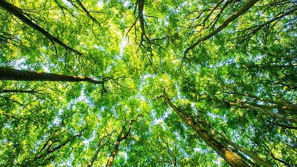 Uzun bir ağaç için, fotosentezin gerçekleştiği yapraklarına her gün yüzlerce litre su taşımak oldukça zahmetli olabilir.