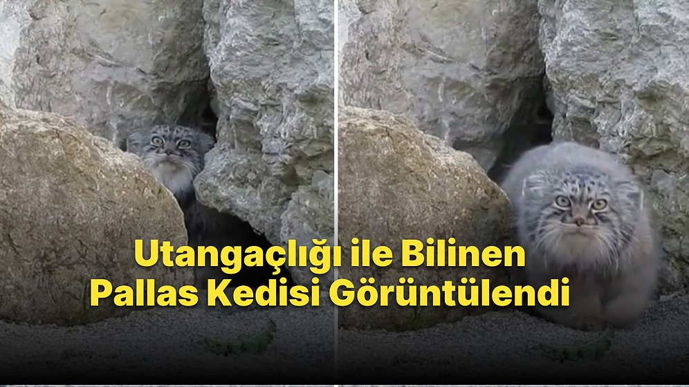 Nesli Tükenme Tehlikesiyle Karşı Karşıya Olan Pallas Kedisi'nin Fotokapanı Merakla İncelediği Anlar Kaydedildi