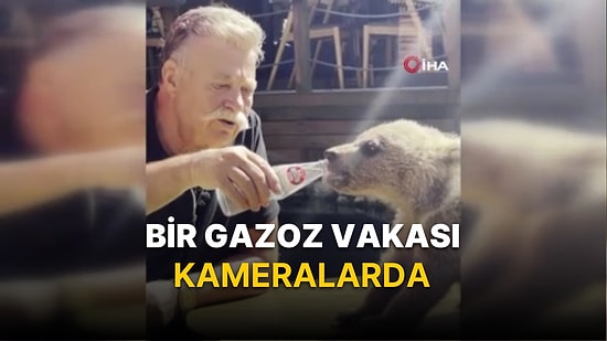 Nuri Alço, Yavru Ayıya Gazoz İçirdi