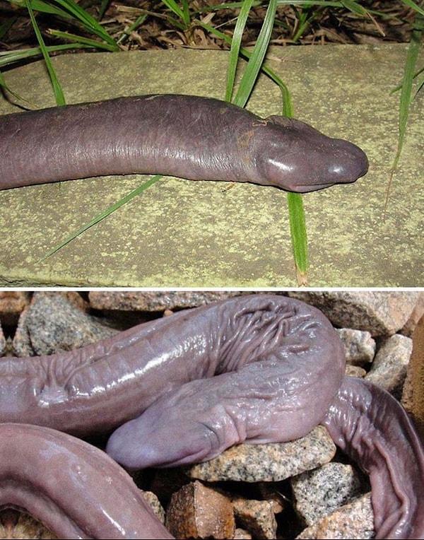 12. Daha önce hiç 'Atretochoana Eiselti' yani 'penis yılanı' görmüş müydünüz?