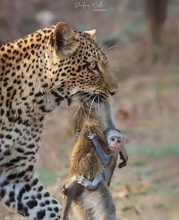 15. Ve son olarak, bir leoparın ağzındaki annesinin cansız bedenine tutunan yavru maymun: