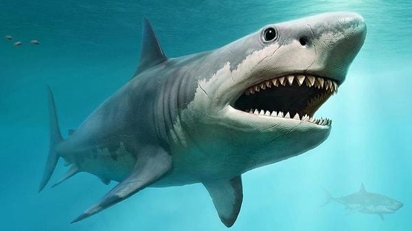 2. İnsan dişinin minesi köpekbalıklarının dişlerindeki mineler kadar sert ve güçlüdür.