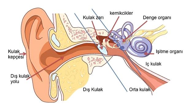 7. Vücudun dengesini 3 küçük kanal sayesinde kulaklar sağlar.