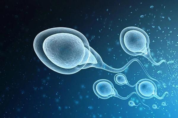 31. İnsan vücudunun hacim olarak en küçük hücresi sperm hücresidir.