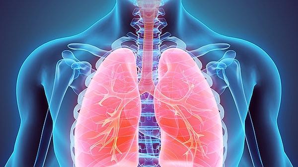 36. Sağ akciğer, sol akciğerden daha büyüktür. Solda kalp olduğu için.