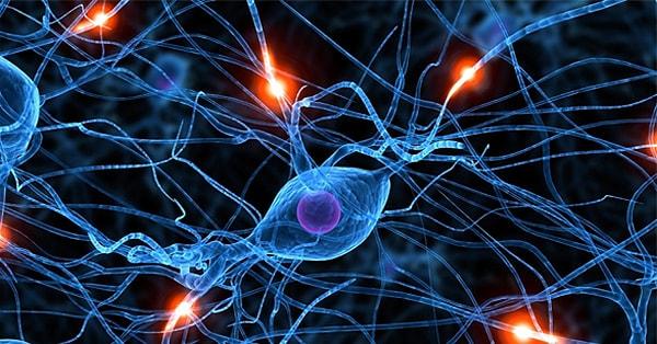 37. İnsan beyninde 100 milyon nöron ve bunun 10 ve 50 katı yardımcı glial hücre bulunur.