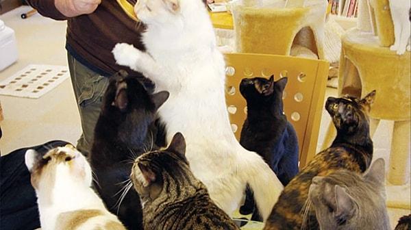 2. Japonya kedi severler için tam bir cennet.