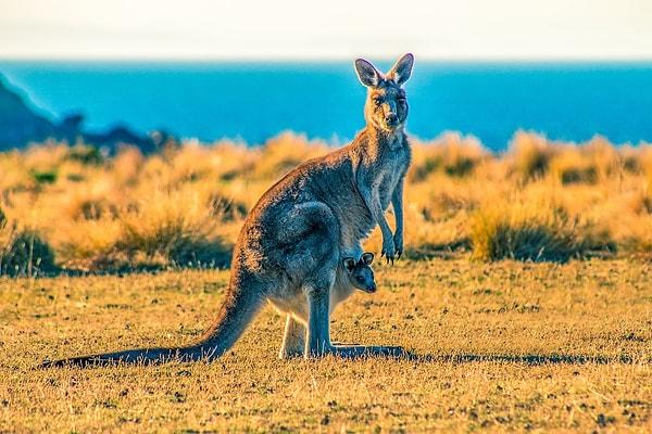 3. Eğer kangurunun kuyruğunu yerden kaldırırsanız zıplayamazlar.