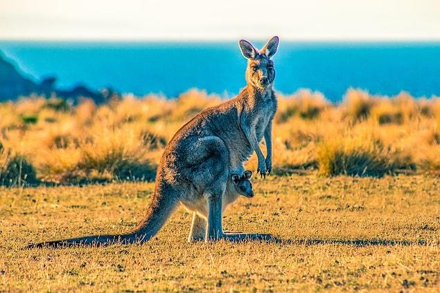 3. Si vous soulevez la queue du kangourou du sol, il ne peut pas sauter.