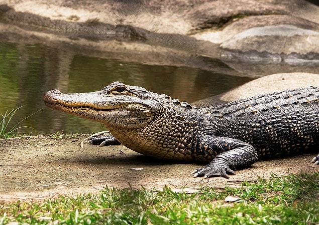 10. Les crocodiles ne peuvent pas tirer la langue.