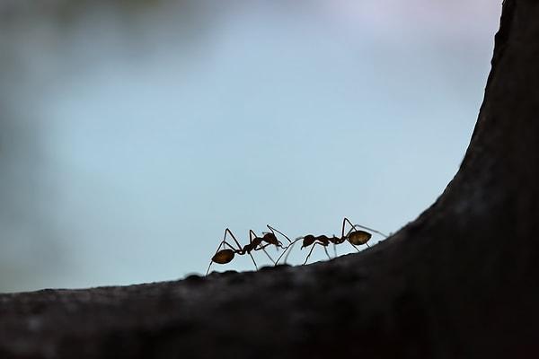 14. Karıncalar yürürken diğer karıncalar için arkalarında harita bırakırlar.