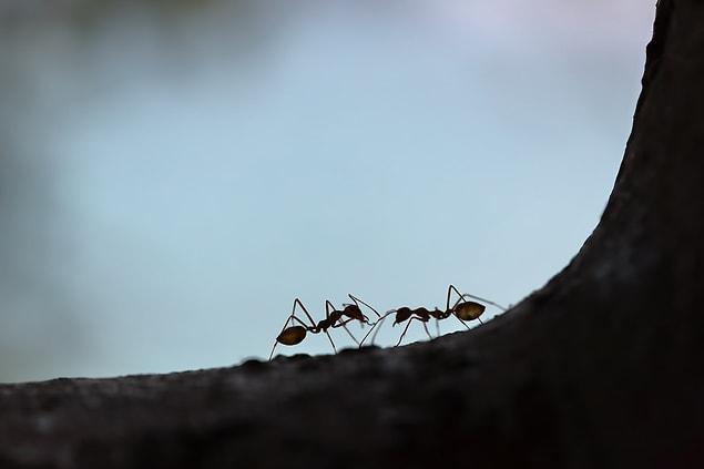14. Lorsque les fourmis marchent, elles laissent une carte aux autres fourmis.